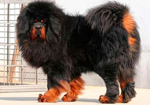 Тибетская большая собака